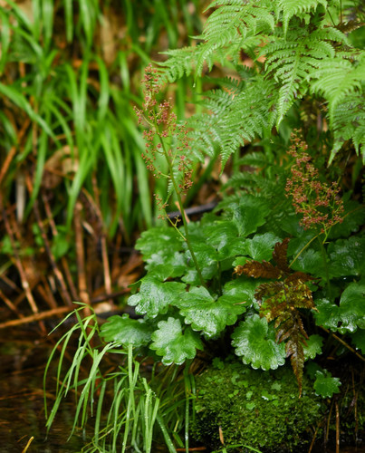 Saxifraga fusca