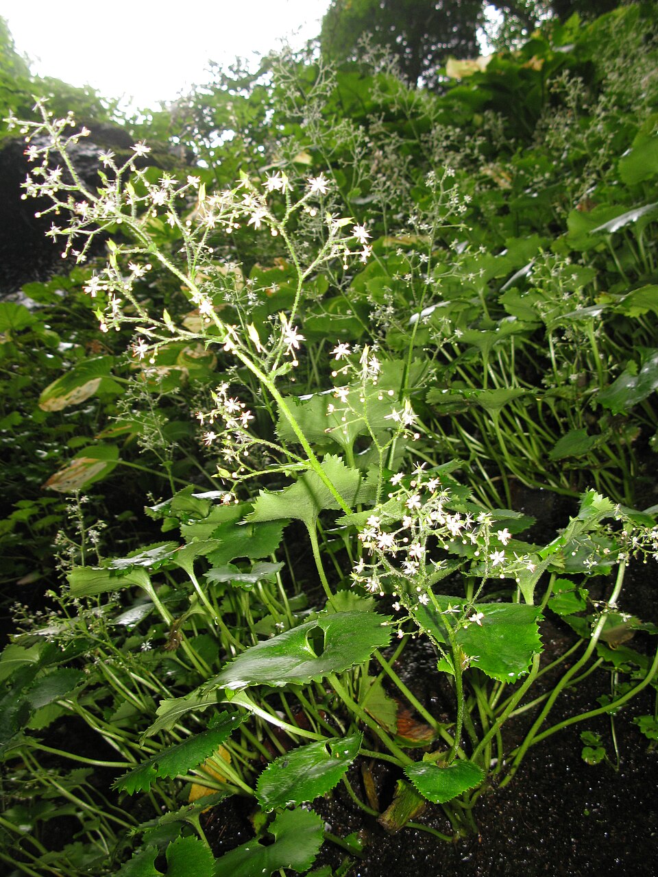 Saxifraga japonica — photo