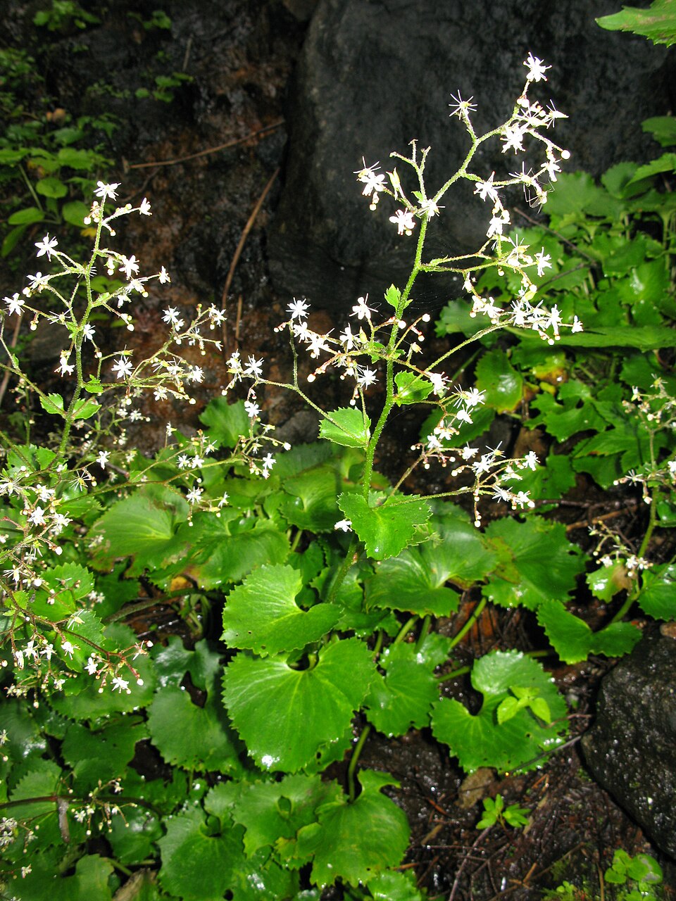 Saxifraga japonica