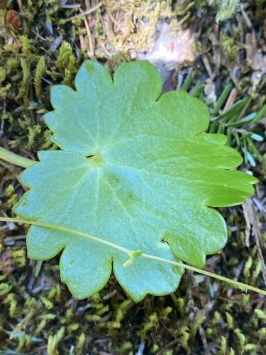 Saxifraga mertensiana (Wood Saxifrage) — photo