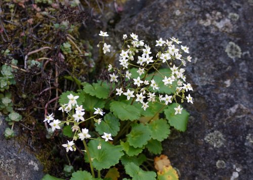 Saxifraga mertensiana (Wood Saxifrage) — photo