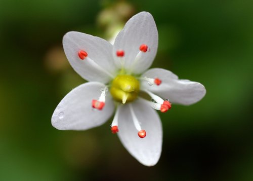 Saxifraga mertensiana