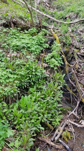 Saxifraga micranthidifolia (Mountain lettuce) — photo