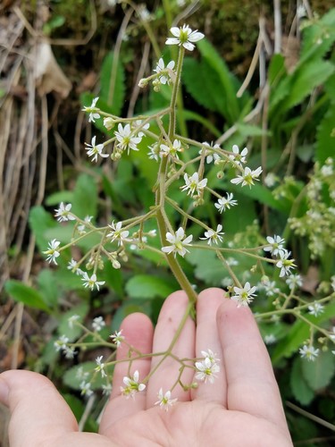 Saxifraga micranthidifolia (Mountain lettuce) — photo