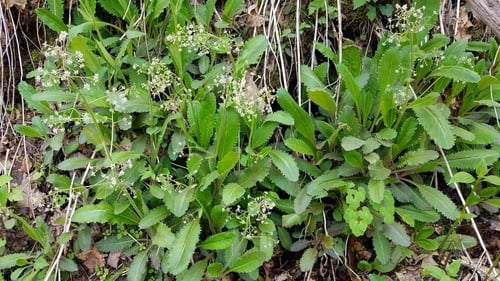 Saxifraga micranthidifolia