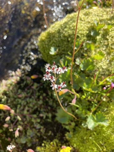 Saxifraga nelsoniana (Brook saxifrage) — photo