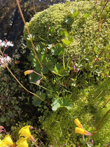 Saxifraga nelsoniana (Brook saxifrage) — photo