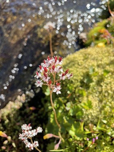 Saxifraga nelsoniana
