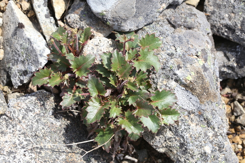 Saxifraga oblongifolia — photo