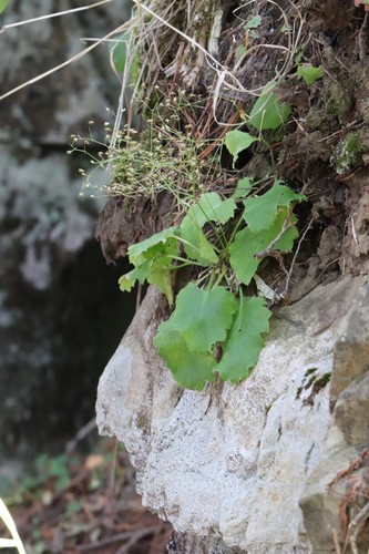 Saxifraga oblongifolia — photo