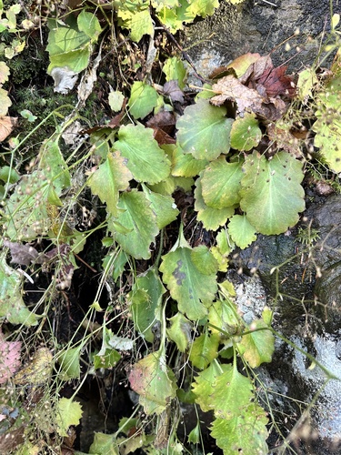 Saxifraga oblongifolia