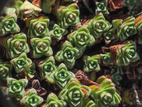 Saxifraga oppositifolia (Purple saxifrage) — photo