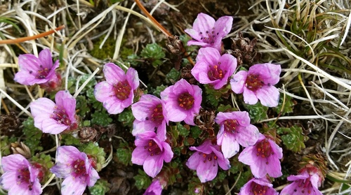 Saxifraga oppositifolia (Purple saxifrage) — photo