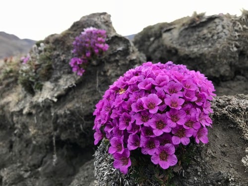 Saxifraga oppositifolia