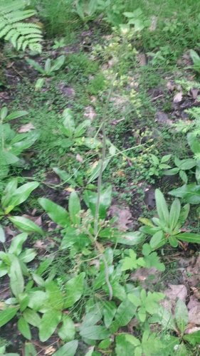 Saxifraga pensylvanica (Swamp saxifrage) — photo