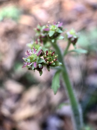 Saxifraga pensylvanica