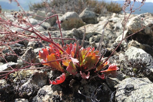 Saxifraga punctata (Dotted saxifrage) — photo