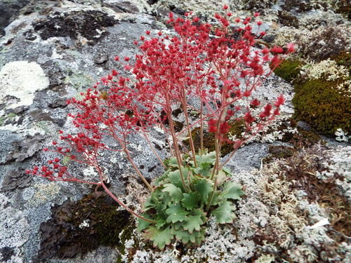 Saxifraga punctata