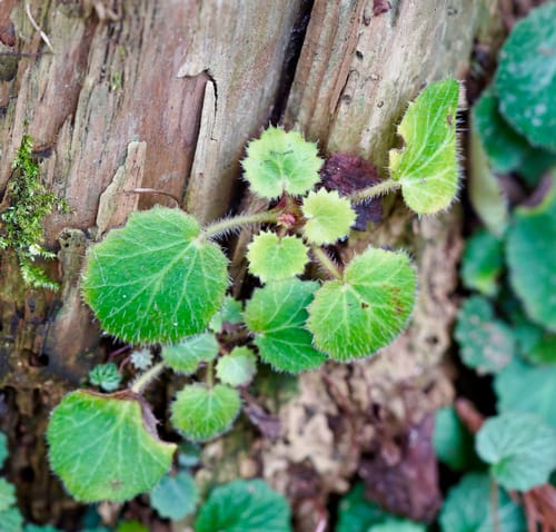Saxifraga stolonifera (Strawberry saxifrage) — photo