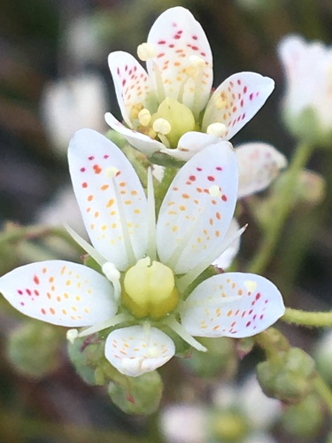 Saxifraga tricuspidata (Three toothed saxifrage) — photo