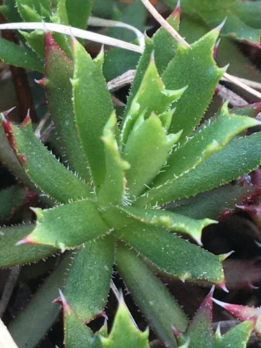 Saxifraga tricuspidata (Three toothed saxifrage) — photo