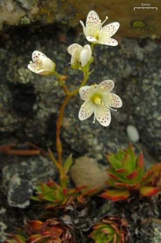 Saxifraga tricuspidata