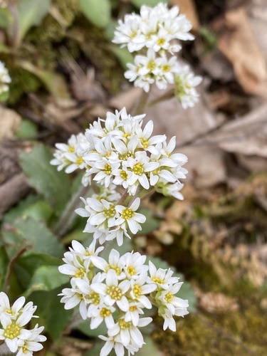 Saxifraga virginiensis (Early saxifraga) — photo
