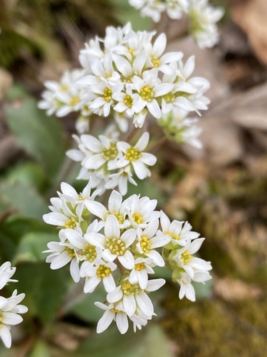 Saxifraga virginiensis (Early saxifraga) — photo
