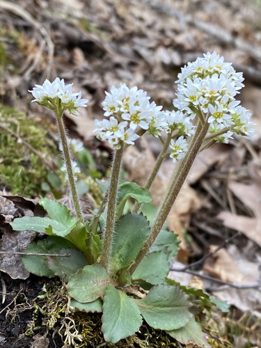 Saxifraga virginiensis