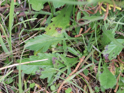 Scabiosa atropurpurea (Garden pincushion) — photo