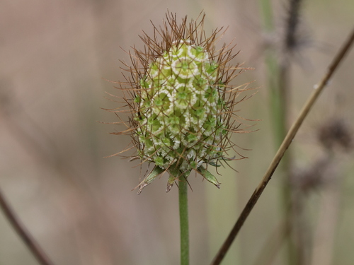 Scabiosa atropurpurea (Garden pincushion) — photo