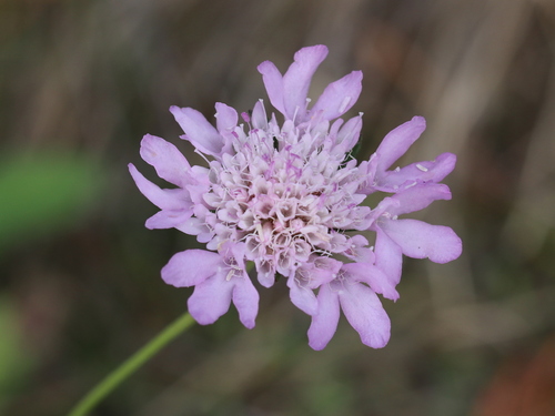 Scabiosa atropurpurea