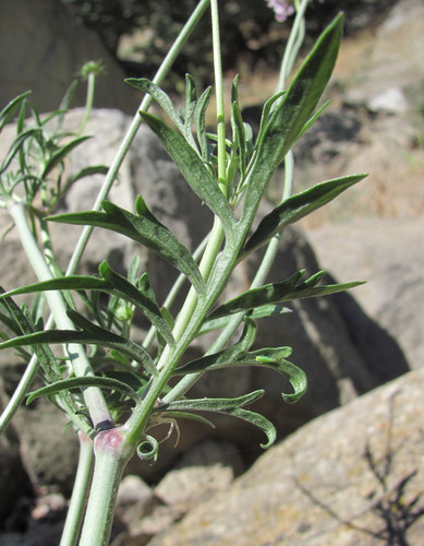 Scabiosa columbaria (Pincushion) — photo