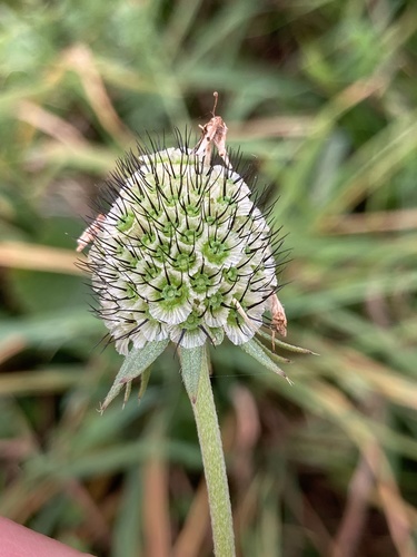 Scabiosa columbaria (Pincushion) — photo