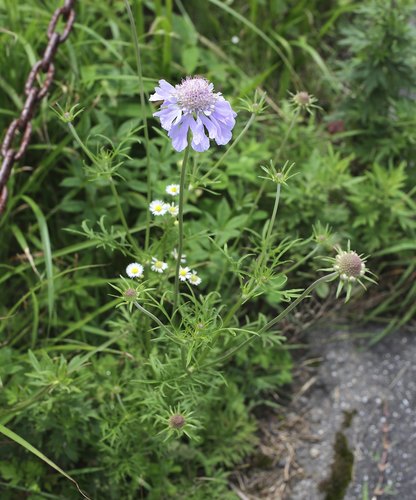 Scabiosa japonica (Pincushion flower) — photo