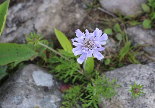 Scabiosa japonica (Pincushion flower) — photo
