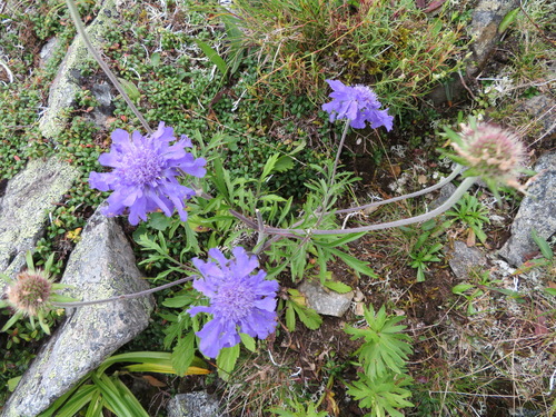 Scabiosa japonica
