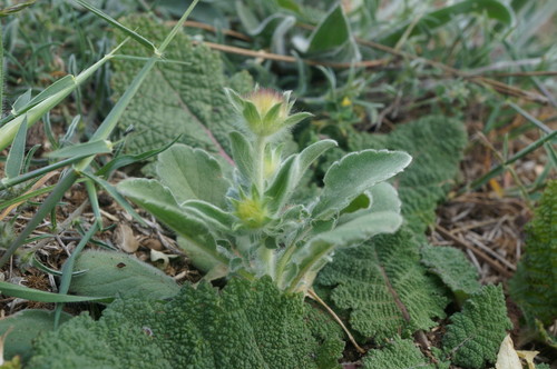 Scabiosa palaestina — photo
