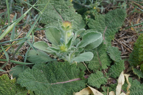 Scabiosa palaestina — photo