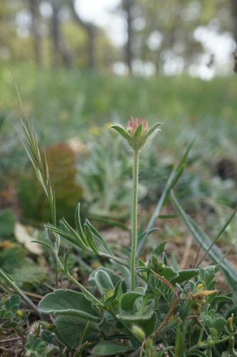 Scabiosa palaestina