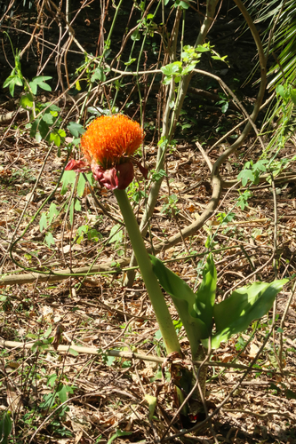 Scadoxus puniceus — photo