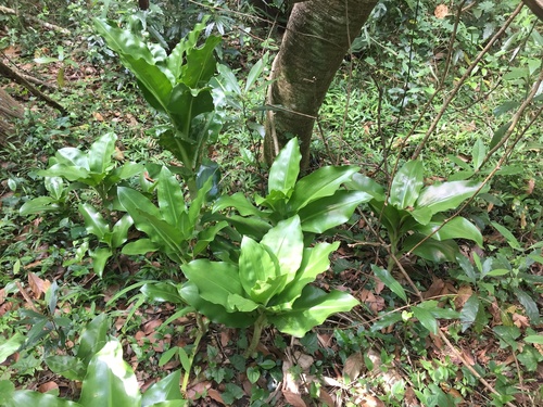 Scadoxus puniceus — photo
