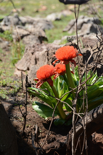 Scadoxus puniceus