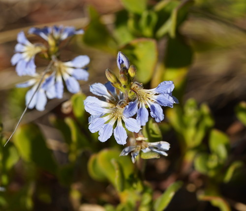 Scaevola calendulacea (Sweet fan flower) — photo