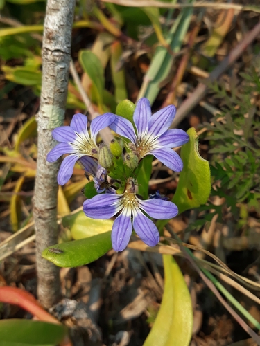 Scaevola calendulacea (Sweet fan flower) — photo