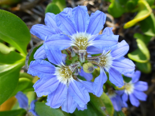 Goodeniaceae