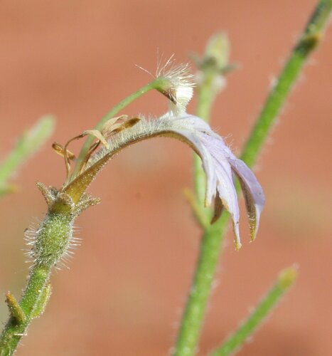 Scaevola parvifolia (Fan flower) — photo