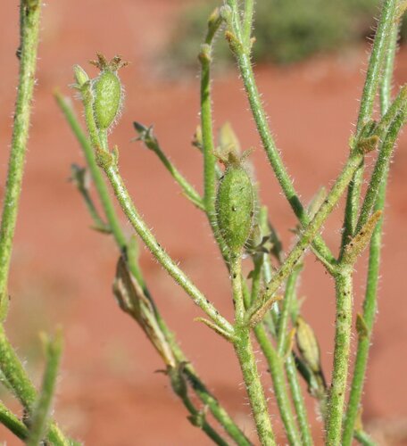 Scaevola parvifolia (Fan flower) — photo