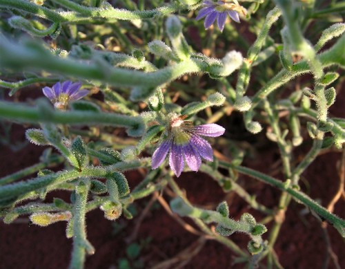 Scaevola parvifolia