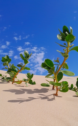 Scaevola plumieri — photo